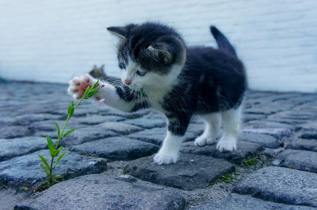 CATS