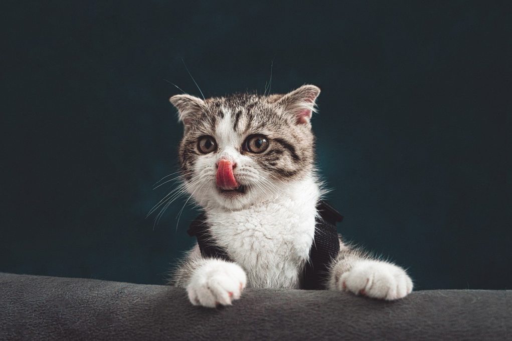 Cats